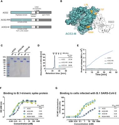 Novel ACE2 fusion protein with adapting activity against SARS-CoV-2 variants in vitro
